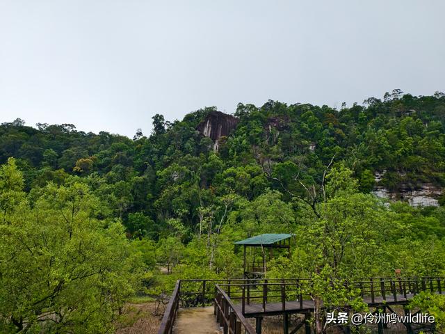 马来西亚(36)砂拉越州⑩峇哥国家公园夜间徒步体验