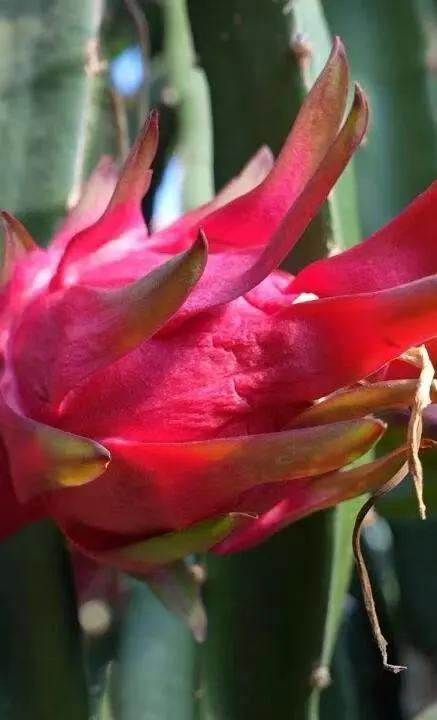 运城周末遛娃天花板!亲子采摘甜翻时光~