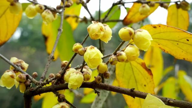 日照金山、水墨画卷、雪林撞色!重庆冬日雪景,每一帧都想保存