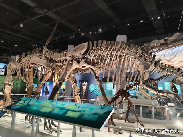 第一次去国家自然博物馆，水族馆和恐龙乐园是8岁孩子的最爱