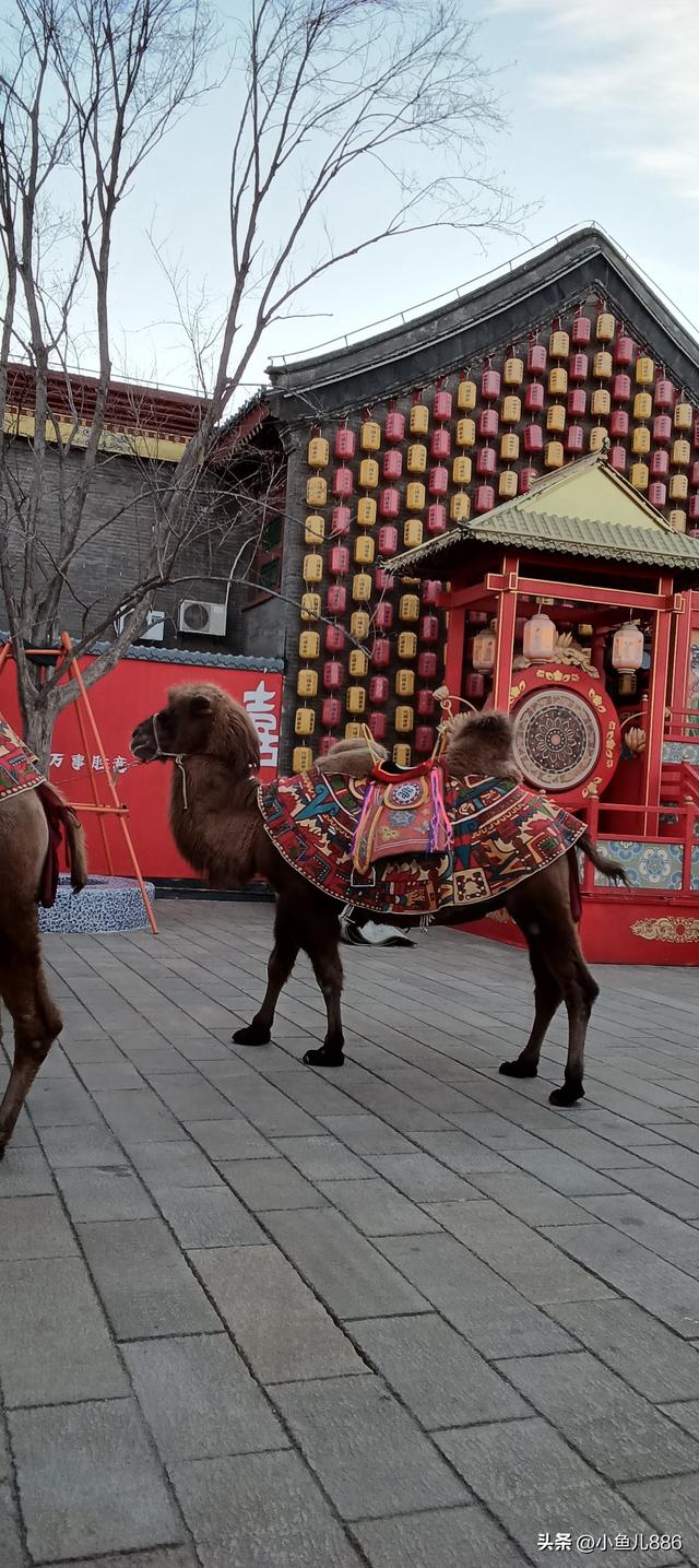 河头老街免费啦