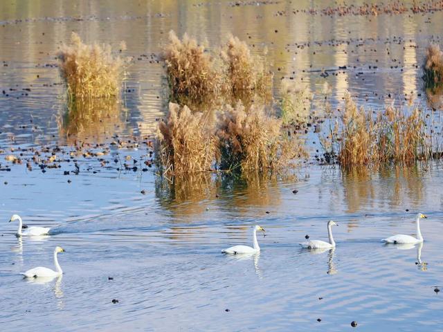 一湖初冬色，半城清欢美——三门峡苍龙湖的冬日盛景