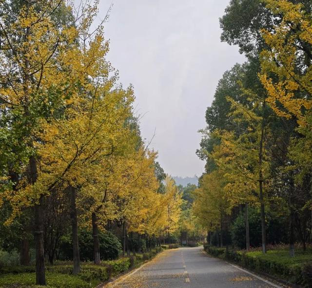 红了！武汉5000余亩红叶树，集体变色