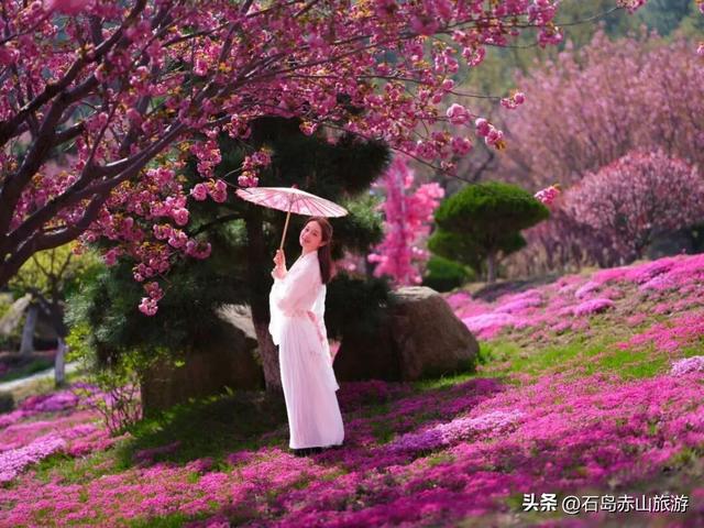 三月玉兰，四月樱花，赤山的春天许你一场山海花事！