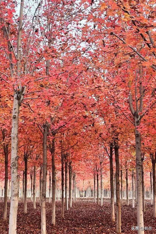 一起感受峰峰的枫