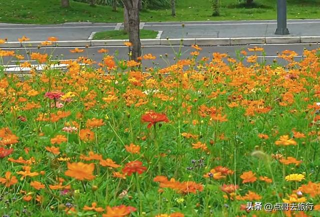 成都最近的格桑花海，6万多平米，山坡被美爆，地铁直达！