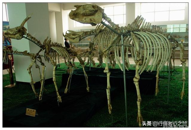 山东行游影记（27）—平邑天宇自然博物馆（二）