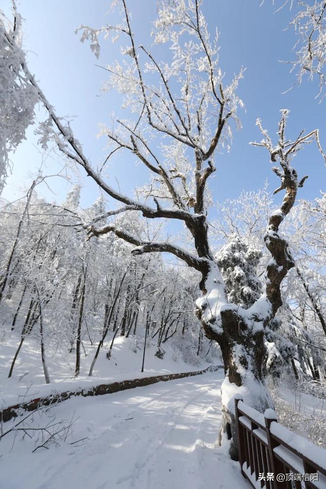 鸡公山雪景预告，就等你来！