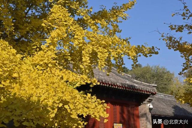 绝美！北京秋季颜值已达巅峰！这样定格最美秋天！
