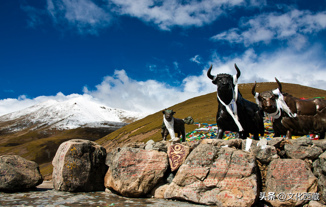 现在！立刻！去西藏！点进来看原因→