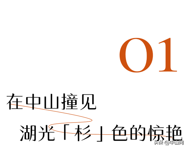 太出片啦！中山焦糖色「落羽杉」上线
