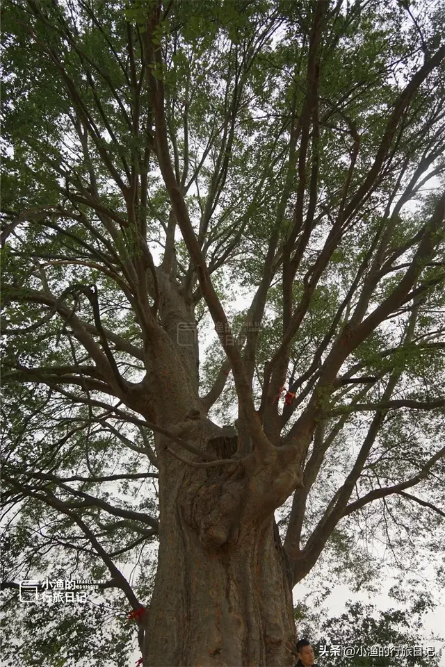 陕西古树，真的“封神”了！