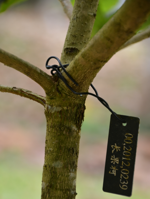 首次发现仅3株，25年云南又发现2株，网友：不稀奇	，老家遍地都是