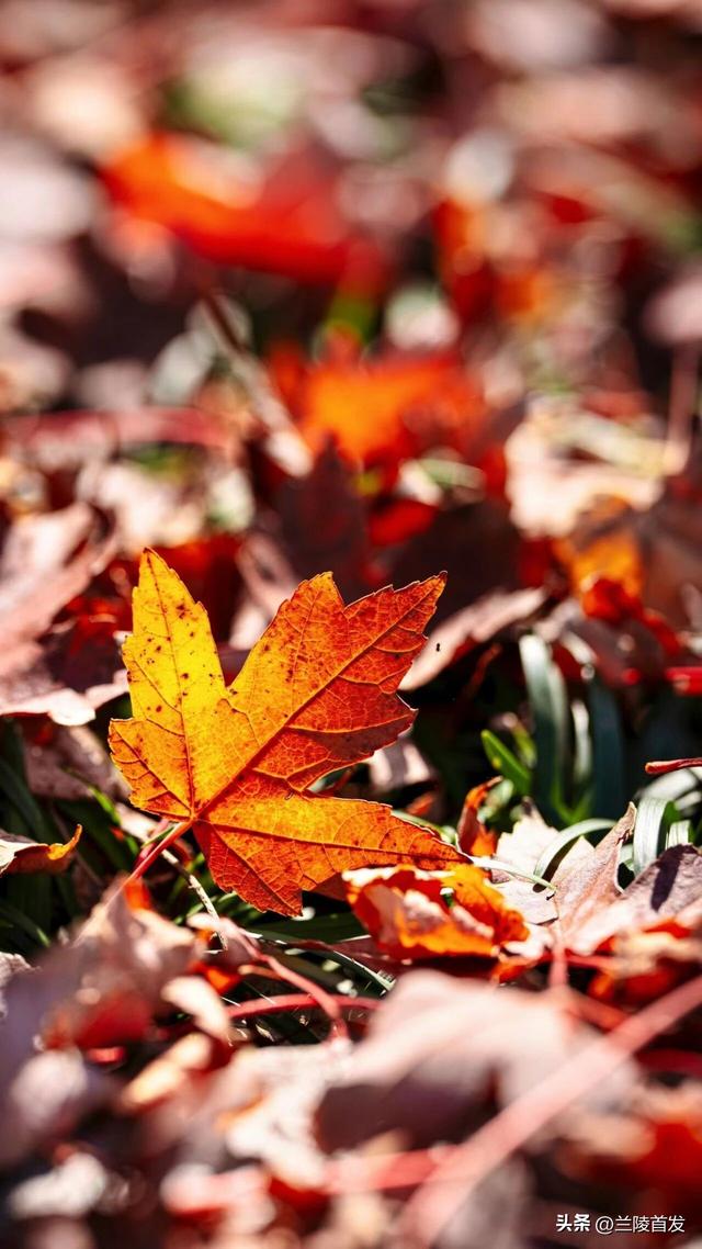 好客山东好品山东｜立冬至，最后一抹兰陵秋色打包送给你~