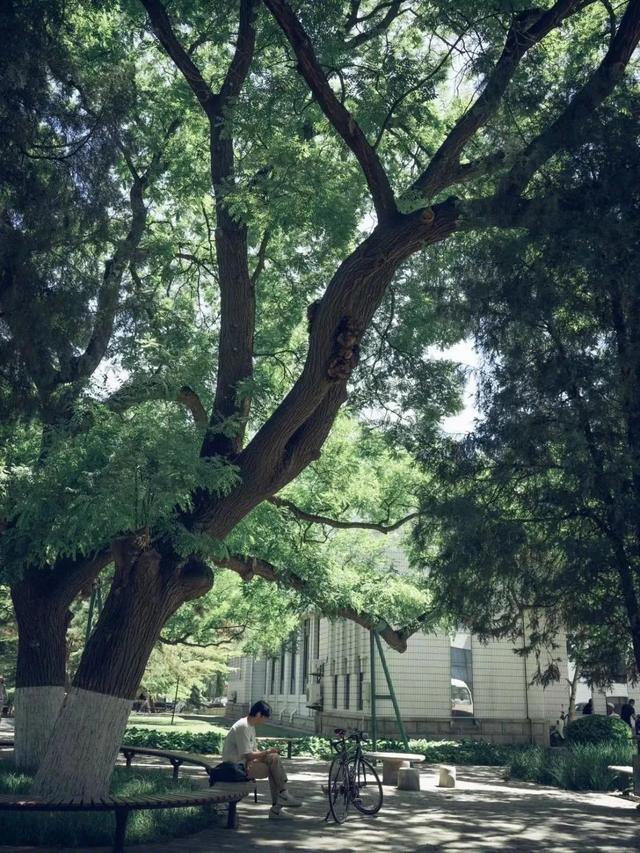 高清大图来袭！北交大夏日限定美景，请查收→