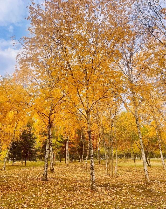 藏不住了！延吉的秋天美成这样，邀你共赏斑斓盛景