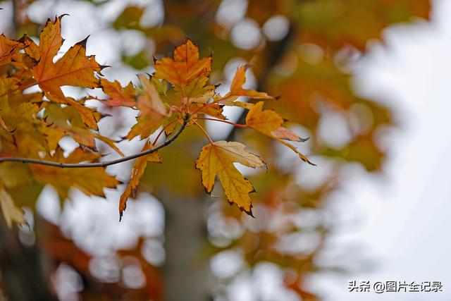 山西襄汾：陶寺遗址秋色美
