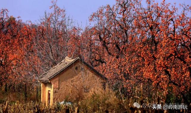 从西安出发2小时，打卡彬州罗店村柿子林，吃当地美食看台塬风景