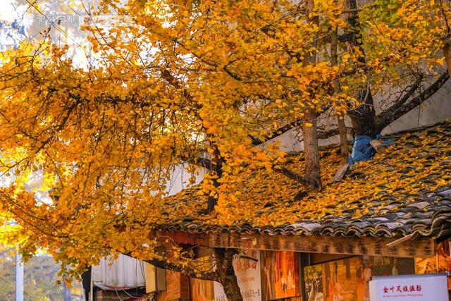 11月的云南腾冲，3000株银杏迎来黄金观赏期，美成人间仙境！