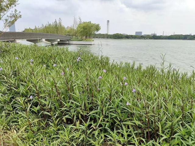 阴天，苏州以北，孤独者与浪花共舞……