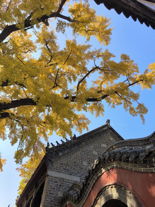 天下银杏第一树就在日照浮来山，4000年古树参天，秋天美成了画！