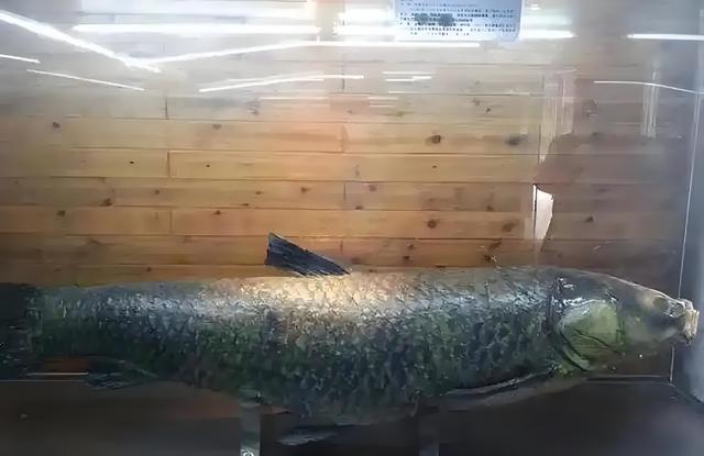 三峡大坝蓄水超20年，里面最大的鱼有多大？