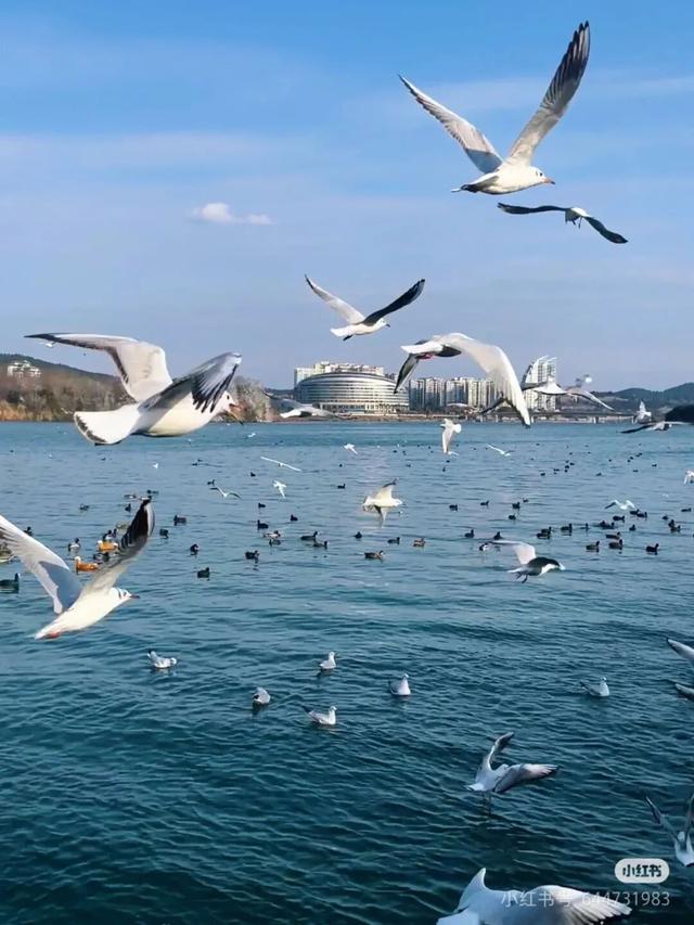 周末就冲！成都出发40min直达浪漫小城，喂海鸥逛古寺！