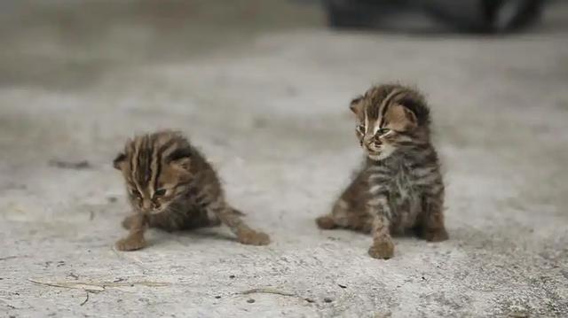 禁止私自饲养！湖南女子废木料里发现4只，养半月后匆忙上交