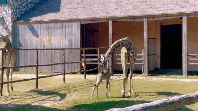 又美又可爱的西海岸！总要来一次！