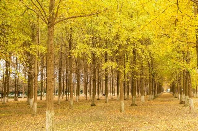 成都赏秋指南！9个绝美的秋日氛围感公园，黄了，免费！