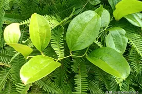 全株都是刺，有“祛湿之王”之称，根部尤为珍贵，懂它的人抢着挖图片