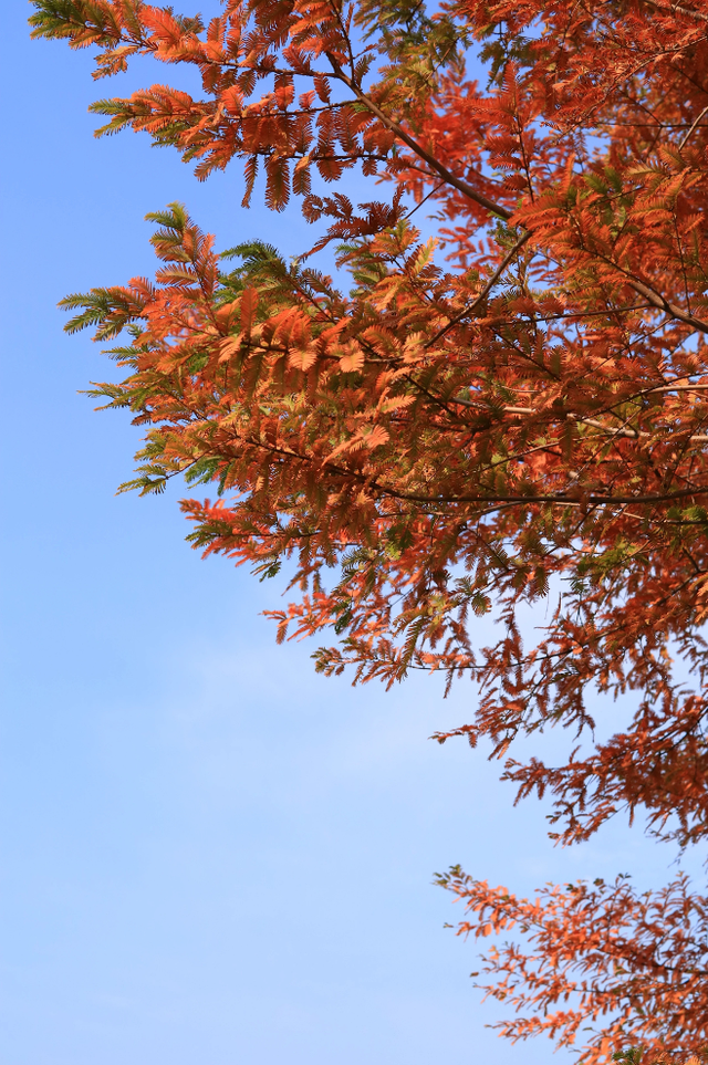 西安城区4个绝美秋景打卡地！