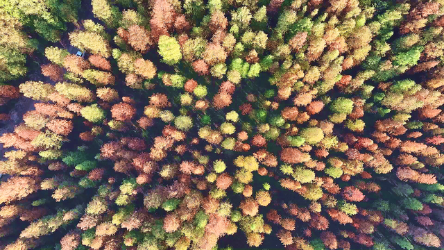 最佳观赏期！孝昌绝美红杉林，太出片了！