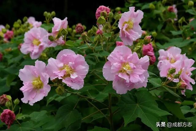 七夕来了！看看藏在成都地名里的浪漫→