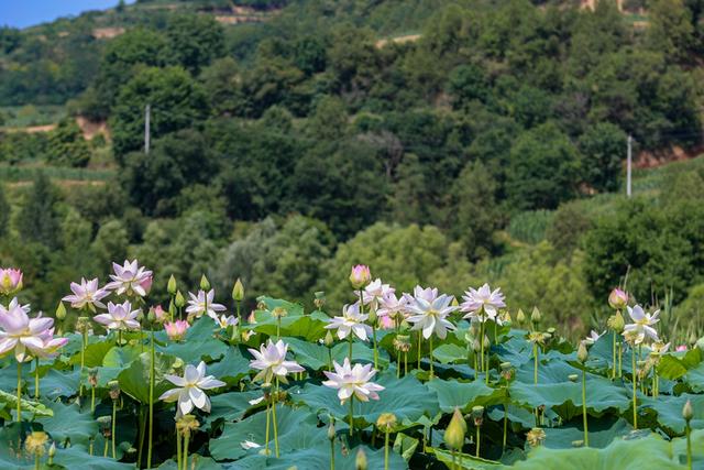 陕西宜君县：福地享清凉 盛夏荷花香