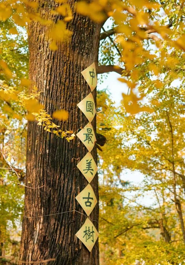 韶关坪田/九峰银杏最佳观赏期到啦！出发，拍满秋天九宫格！