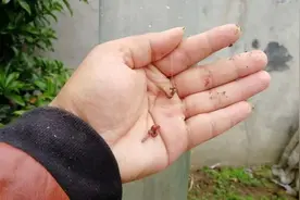 蚯蚓钓鱼挂钩有技巧，挂法不对，会让“万能饵”变“无能饵”​图片