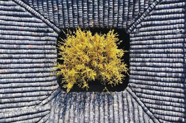 寒风再烈、冬日再冷，蜡梅照样艳压全场！