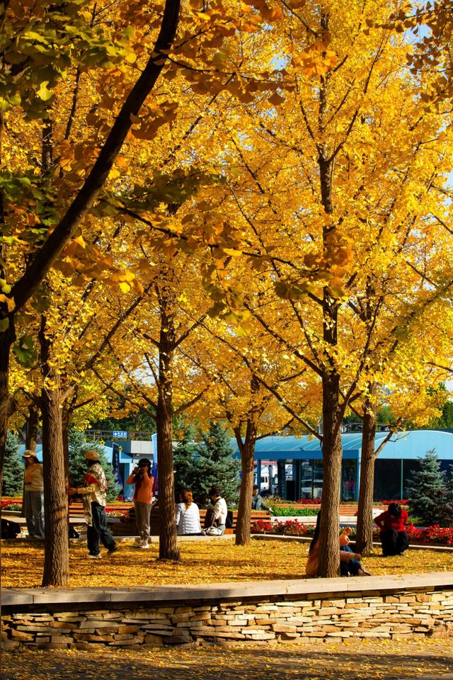 北京的秋天一定要奥林匹克森林公园！就是一场盛大的秋天盛宴