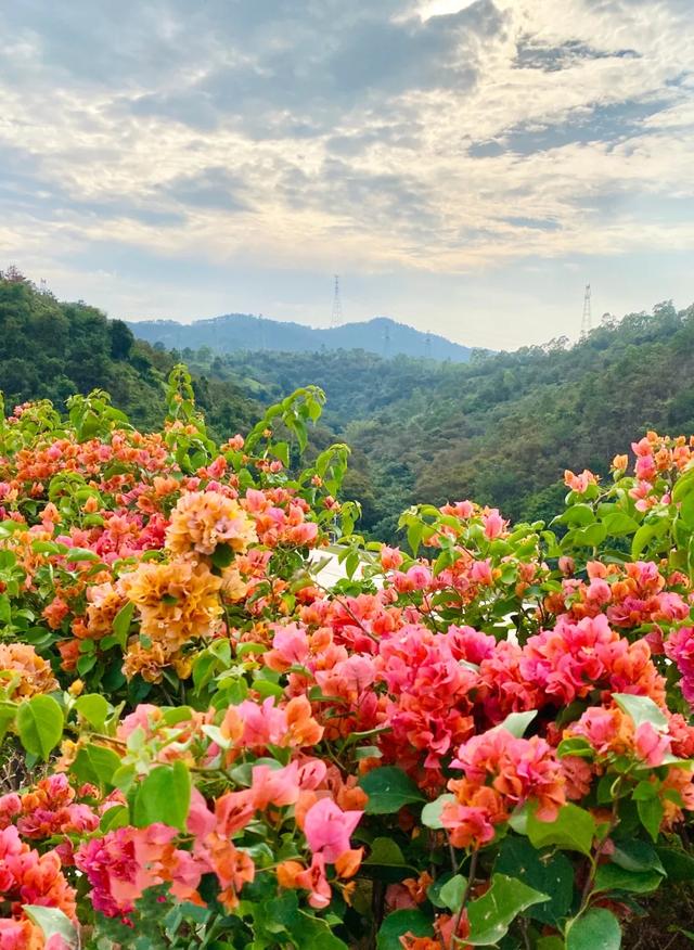 初冬“梅”好时光已至，惠城处处皆“花路”
