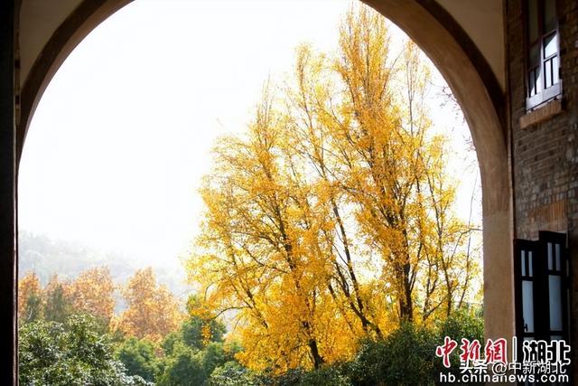 组图：武汉大学校园即景