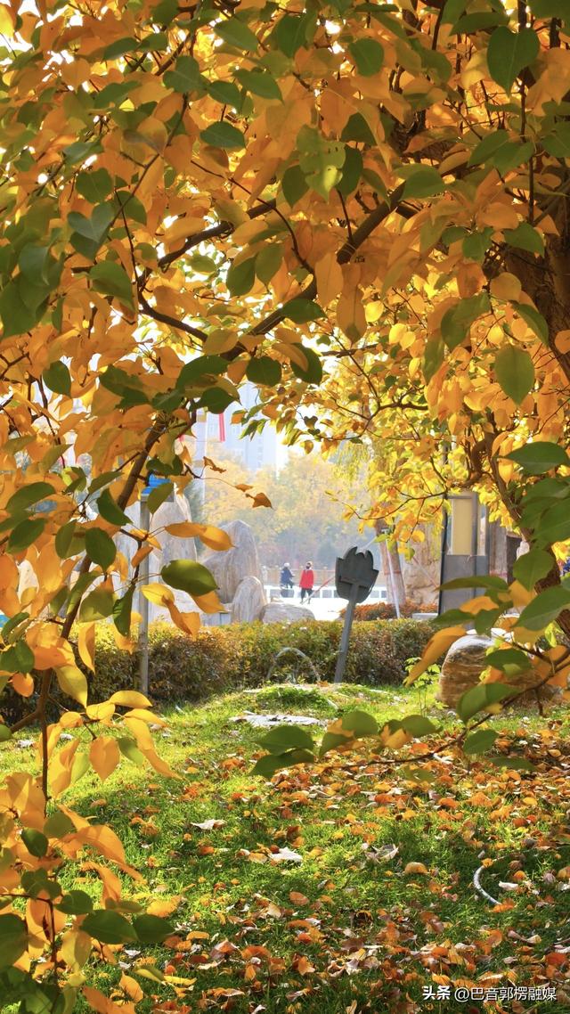 好美！秋天的尾巴你抓住了吗