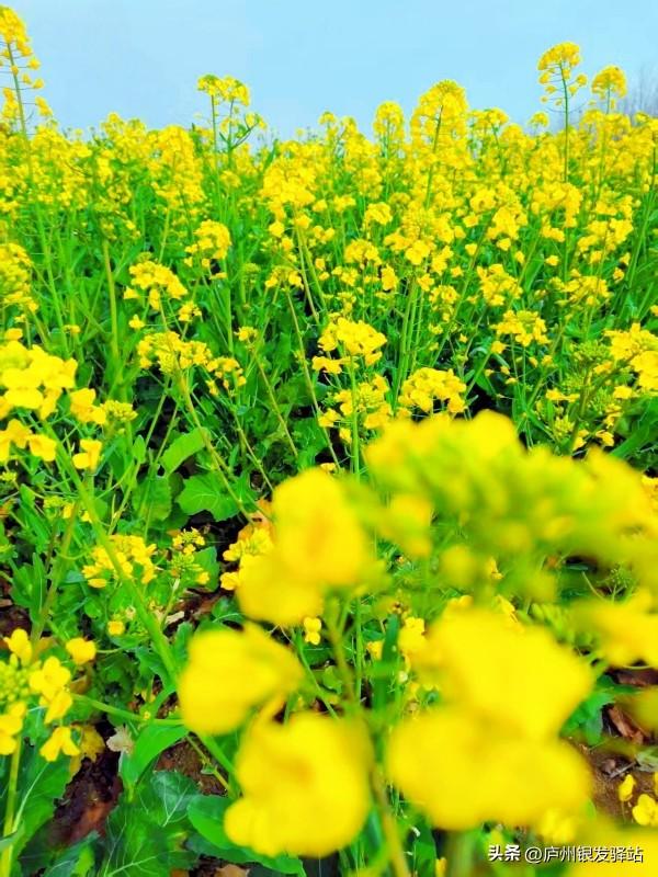 现场实拍！合肥老年人专属赏花地，随手拍都是春日大片！