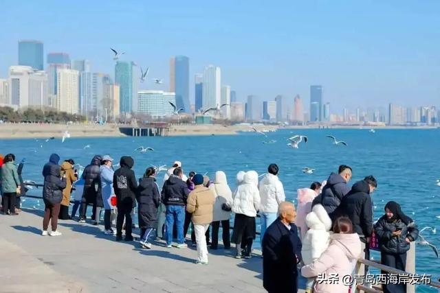 在唐岛湾，一起“鸥”遇吧！