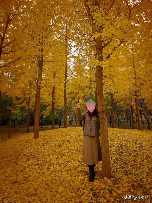 【石家庄】河北经贸大学银杏节预览，随手一拍都是壁纸