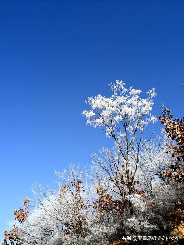秦皇岛多地惊现雾凇奇观，玉树琼枝，绝美不输东北！
