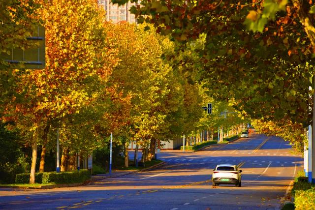 避开人群!两江新区这条梧桐大道,独享初冬金色浪漫
