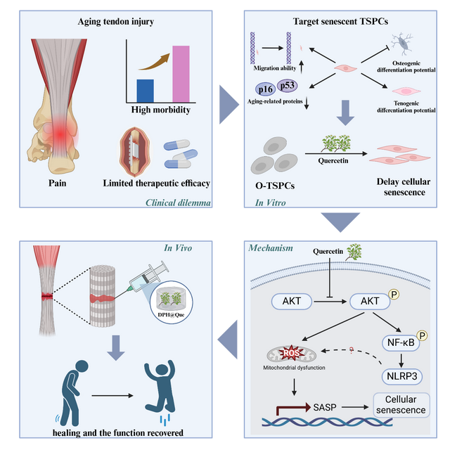 Journal of Advanced Research丨芮云峰教授、崔文国教授最新研究成果发表