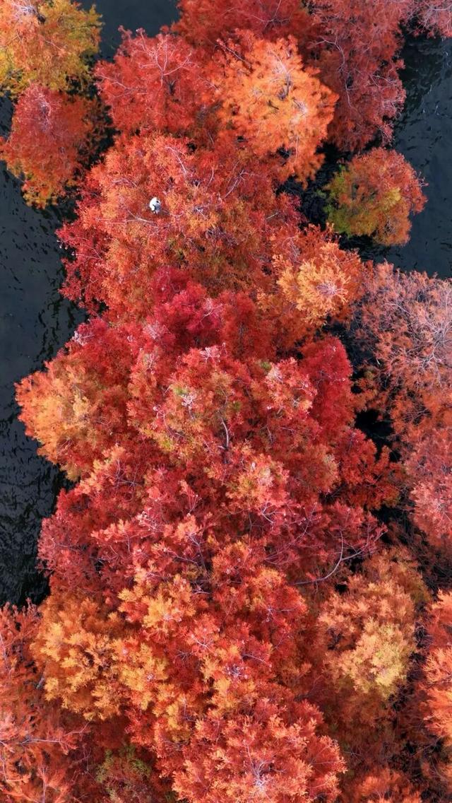 洱海水杉，每天勾我100次
