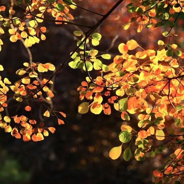 秋韵满园！石家庄市植物园赏秋攻略，请查收→